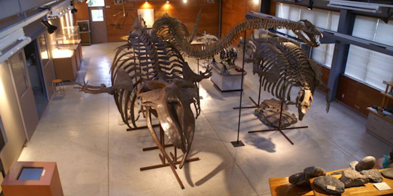 化石体験館